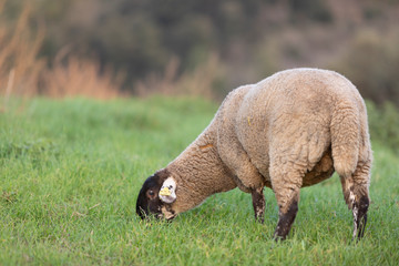 Oveja paciendo en una tarde de otoño