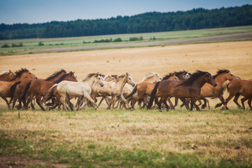 Naklejka na ściany i meble A herd of wild horses run across the field.
