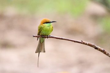 bird on a branch