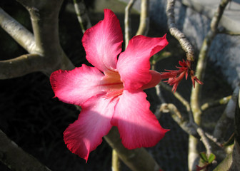 tropische blumen blüten