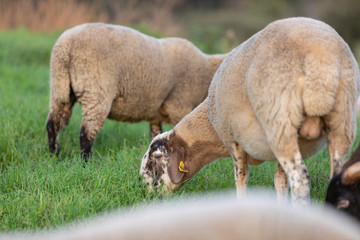 Oveja paciendo en una tarde de otoño