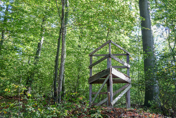 Drückjagdstand in Wald