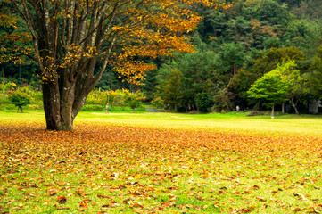 紅葉と落ち葉