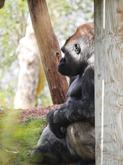 Side view shot of a gorilla partially hidden behind a big log
