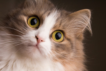 Portrait of beautiful gray cat close up. Cat with yellow eyes.