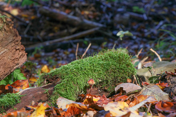 Moos auf Holz im herbstlichen Wald