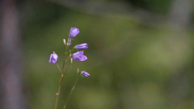 Close-up of small wild bell on blurred background. Stock footage. Beautiful little wild flower with purple bells on blurred green background. Natural beauty of nature in detail