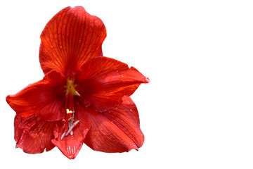 Red Amaryllis flower isolated on white background with copy space for text or object. Can used red flower for the power of nature concept. 