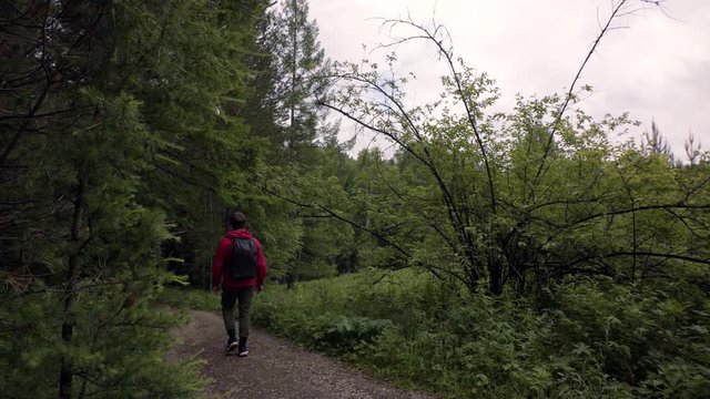 Rear view of young man with backpack walking along path in forest. Stock footage. Young traveler with backpack goes to dense forest in cloudy weather
