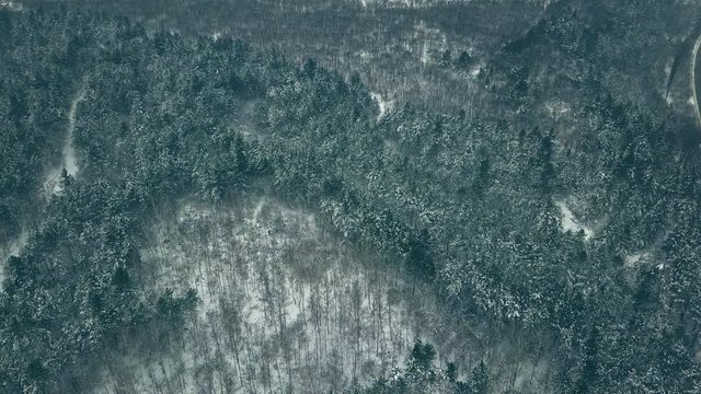 Top down view of the forest in winter. Winter landscape in the forest. Flying over winter fir forest. Top down view of high snowy trees. Trees in the snow.
