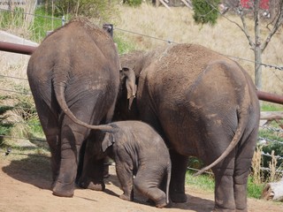 Back view of two adult elephants and a baby elephant standing/kneeling sideways