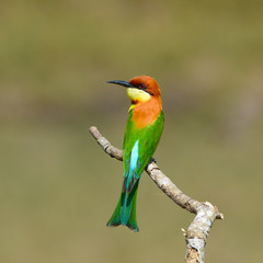 Bee eater Bird, Chestnut headed Bee-eater (Merops leschenaulti) nature in Thailand