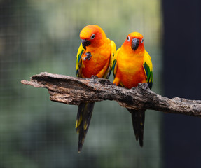 Fototapeta na wymiar Colorful Sun Conure bird