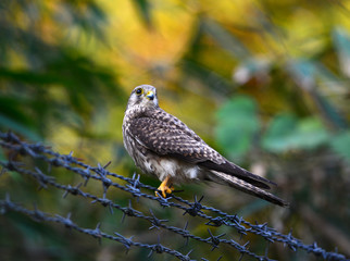Common Kestrel bird on ground close up