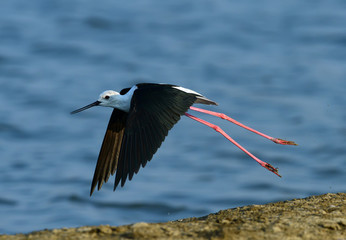 flying Bird Black-winged Stilt