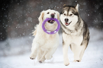 active dogs in winter, Golden Retriever and Alaskan Malamute breeds