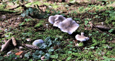 Pilze
