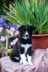 Dog breed Border Collie