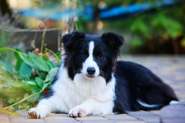 Dog breed Border Collie