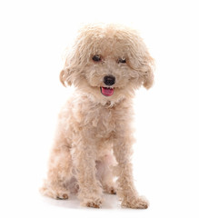Poodle Dog isolated on the white background.
