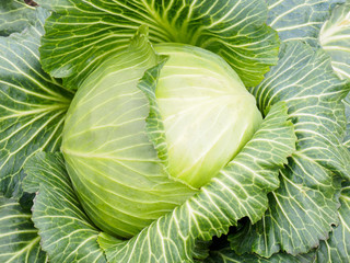 Fototapeta premium Autumn harvest of white cabbage