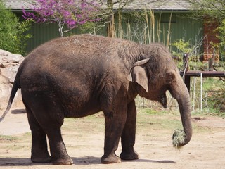 Side view of an adult elephant with grass on its tusk