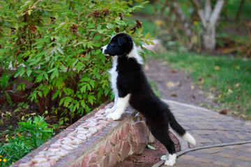 Dog breed Border Collie