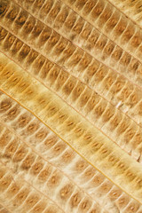 Brown leaf texture and background. Macro view of dry leaf texture. 