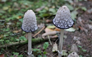 Waldpilze