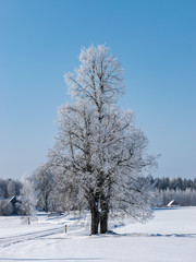 winter landscape with beautiful white and frosted trees, beautiful blue sky, land covered with snow, Latvia