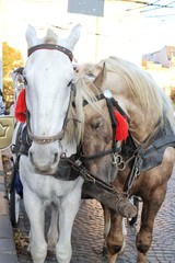Fototapeta na wymiar horse and carriage