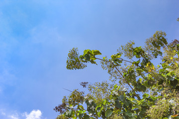 leaves of teak or Tectona grandis tree