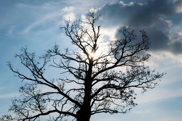 Fototapeta na wymiar Silhouette of a big oak tree against sun