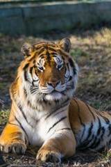 Fototapeta na wymiar siberian tiger portrait close up