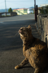 毛繕いする猫　brown tabby