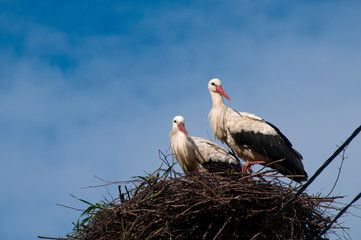 Stork birds on the nest on a beautiful day on the blue sky background