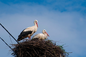 Stork birds on the nest on a beautiful day on the blue sky background