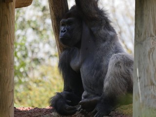 Medium close up of a gorilla sitting in between big logs