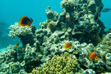 南の島の、海中世界