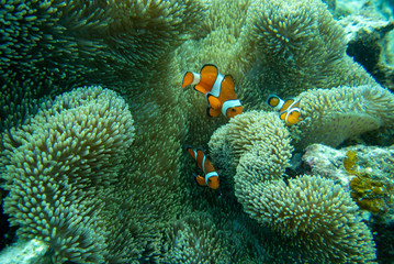南の島の、海中世界