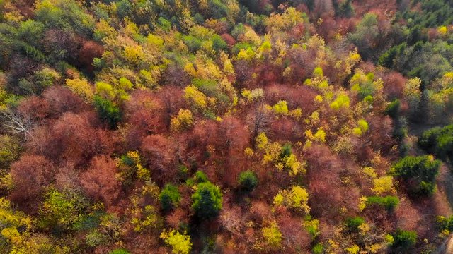 Fall forest Drone flight. Autumn leaves and trees. Orange, Red, Yellow and Green beautiful scene.