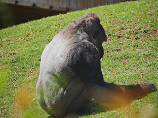 Back view of a gorilla sitting in the green grass