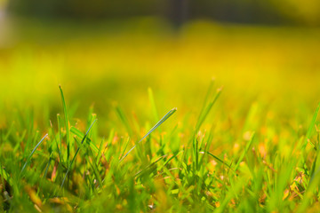 Background green summer grass . Grass at sunset. Grass for lawns.