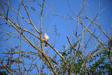 bird on branch