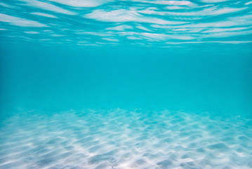 南国の水中世界