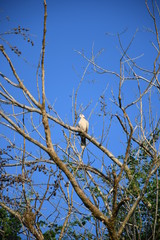 bird on branch