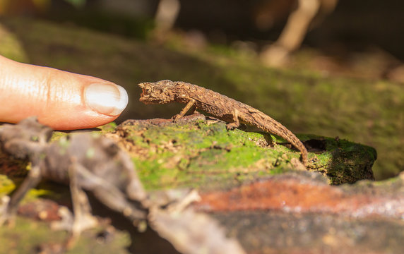 Brown Leaf Chameleon (Brookesia superciliaris) in rain forest of Madagascar