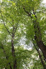 Branch with a green leaf Bush . Green plant. Photosynthesis.