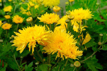 Yellow chrysanthemums in gardening nursery. Chrysanthemums wallpaper. Floral bright blooming background. Close up.