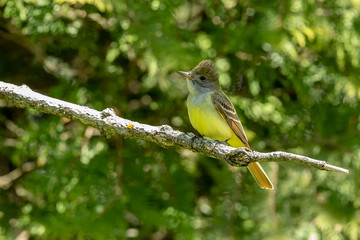 Great crested flycatcher in the spring near the nest